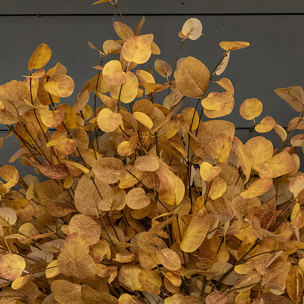 Brown and Yellow Eucalyptus Bundle