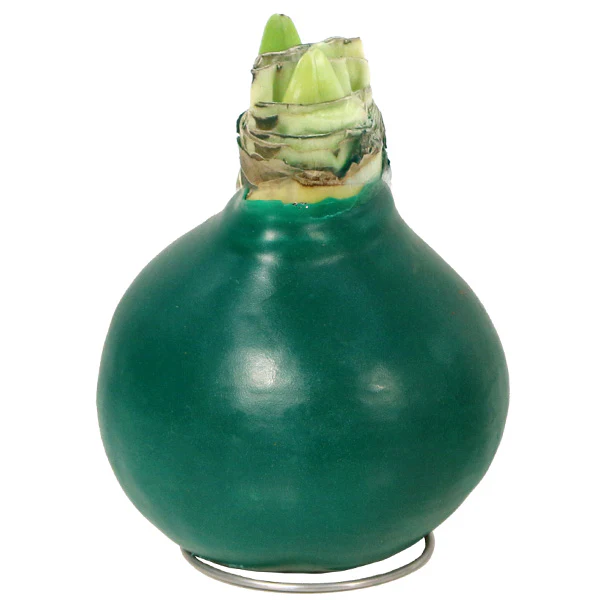 Live HUGE Holiday Amaryllis Blooming Bouquet Bulbs in Wax, Set of 3