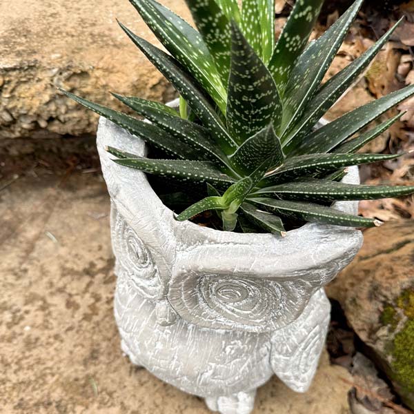 Perched Owl Planter