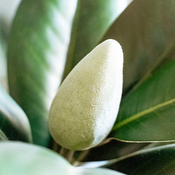 71 Inch Faux Magnolia Tree with White Buds