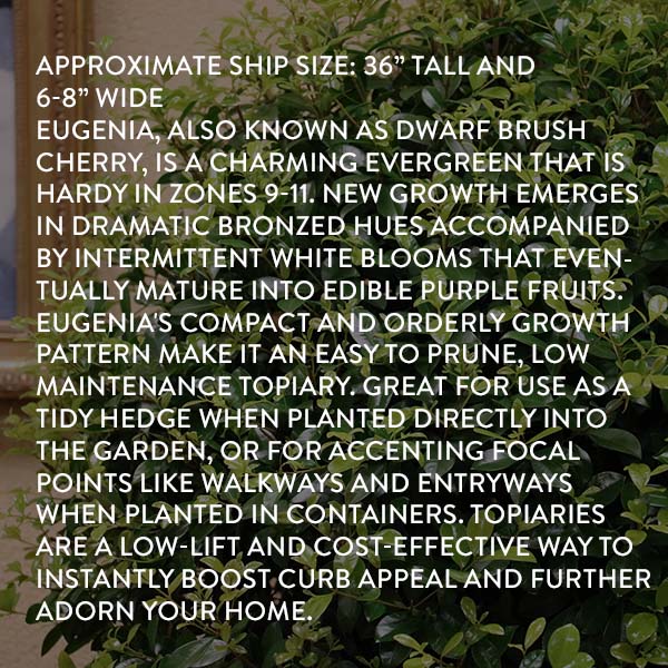 Eugenia 1 Ball Topiary