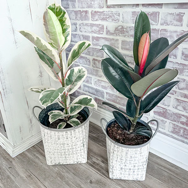 Whitewashed Woven Metal Baskets, Set of 2