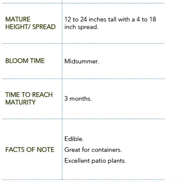 Peppermint, Chocolate Mint and Rosemary, Set of 3