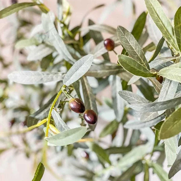 Faux Olive Tree | 67 Inch Premium Lush Potted Olive Tree
