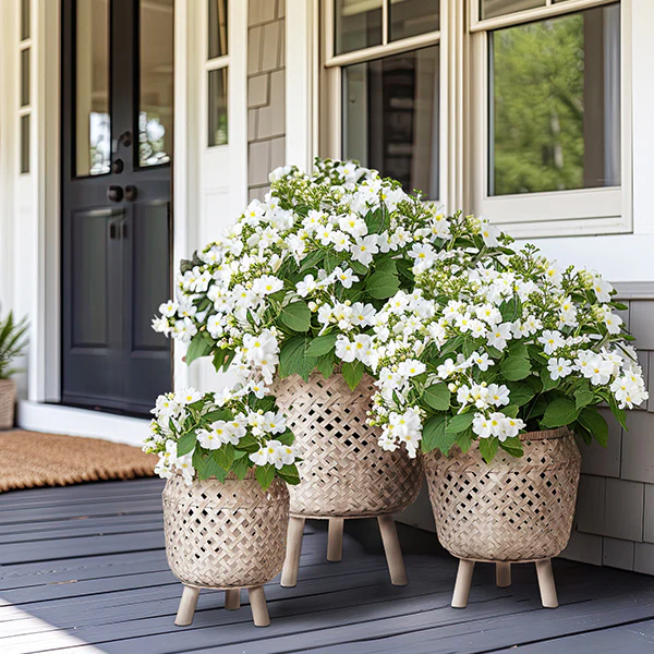 Lattice Bamboo Planters with Wooden Plant Stands, Set of 3