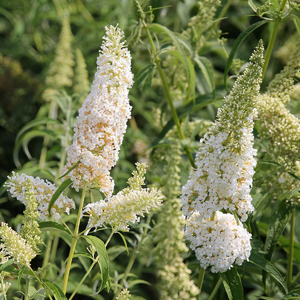 Buddleia White Profusion
