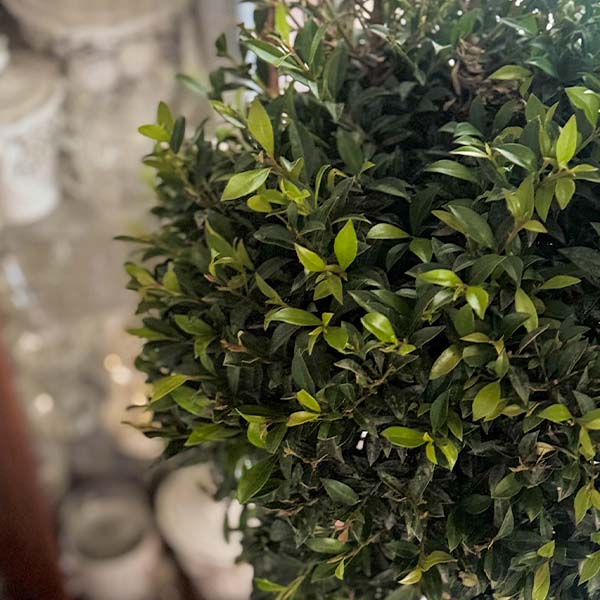 Eugenia 1 Ball Topiary