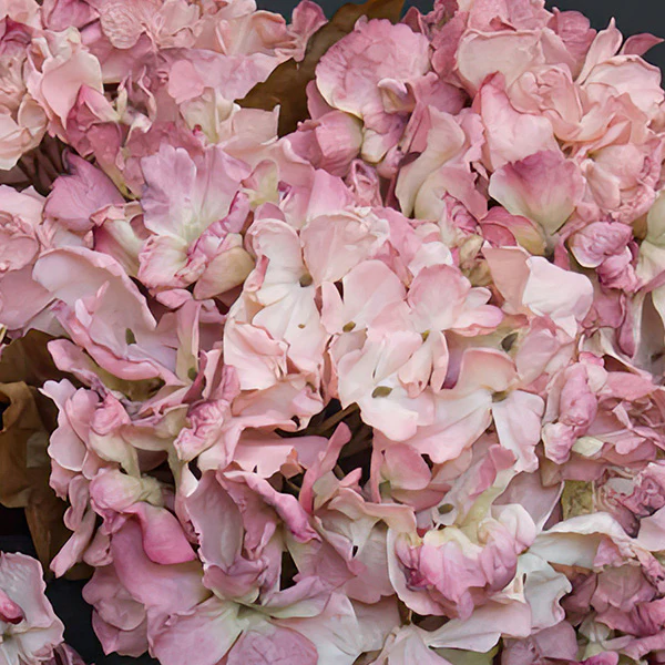 Lifelike Mauve Hydrangea Spray, Set of 4 Stems