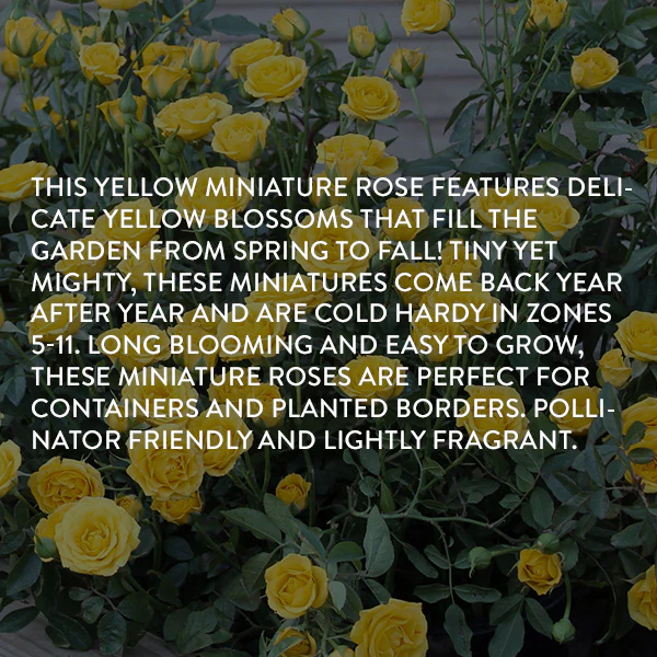 Rose Yellow Mini Flora