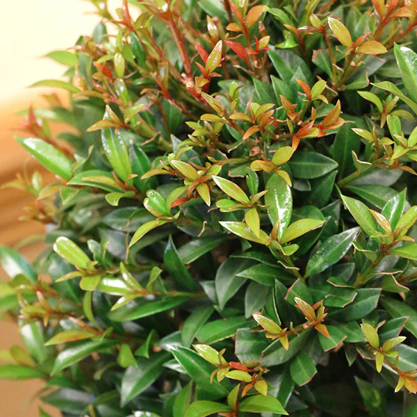 Eugenia Globe Topiary