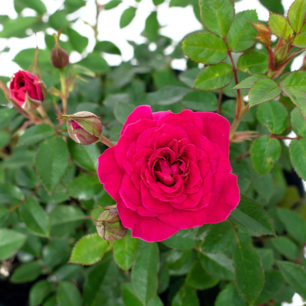 Rose Dragon Fruit Sunblaze