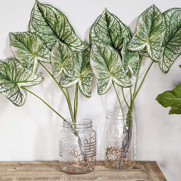 23 Inch Tall Caladium Plant, Set of 2