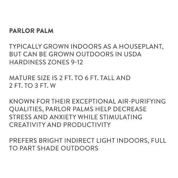 Parlor Palm