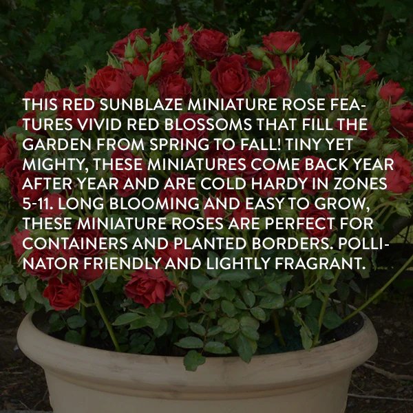 Rose Red Sunblaze