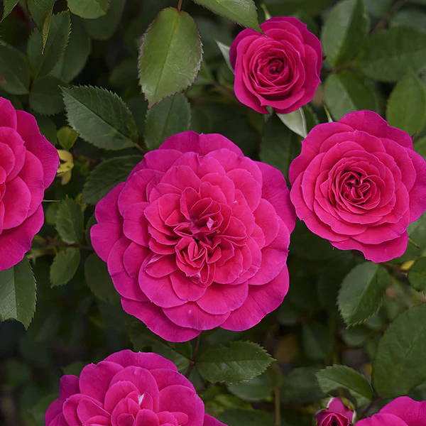 Rose Dragon Fruit Sunblaze