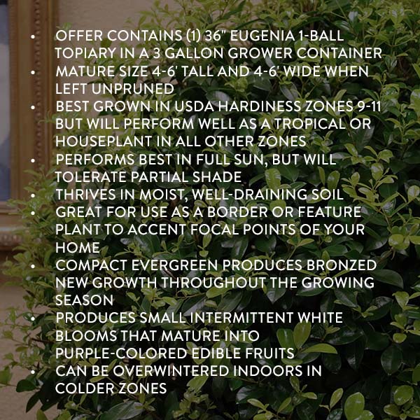 Eugenia 1 Ball Topiary