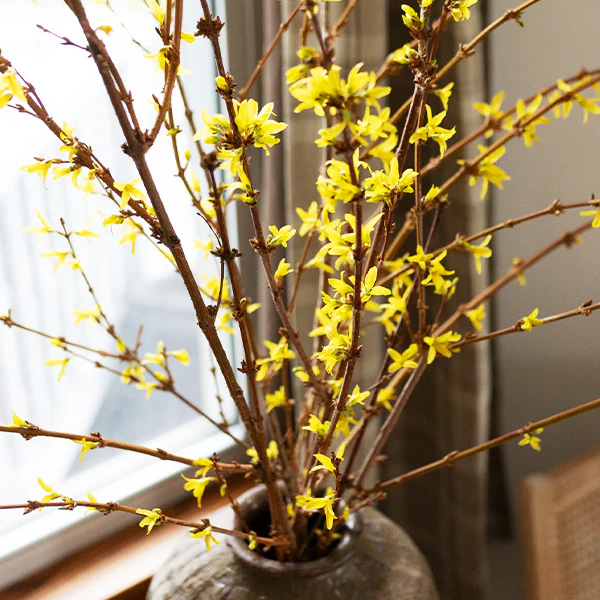 30 Inch Living Forsythia Stem Bunch