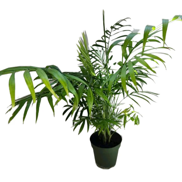 Parlor Palm