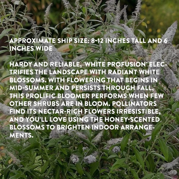 Buddleia White Profusion