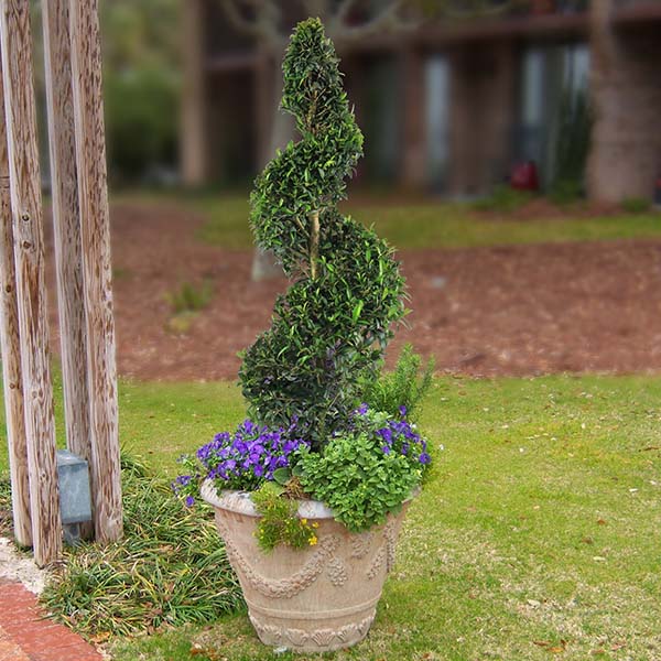 Eugenia Spiral Topiary