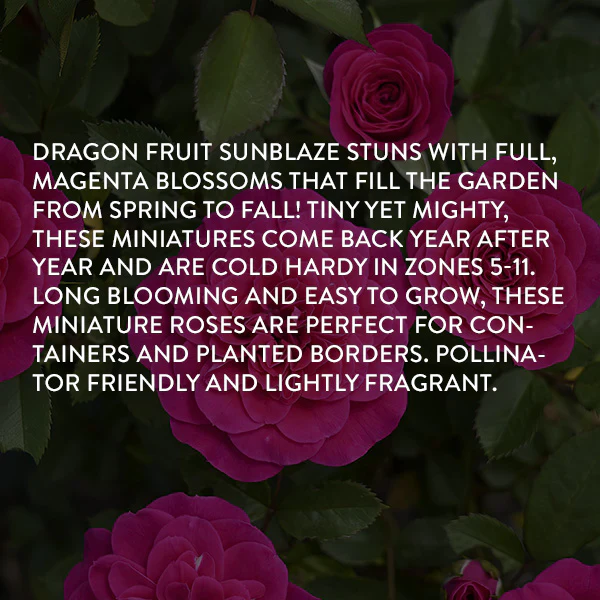 Rose Dragon Fruit Sunblaze