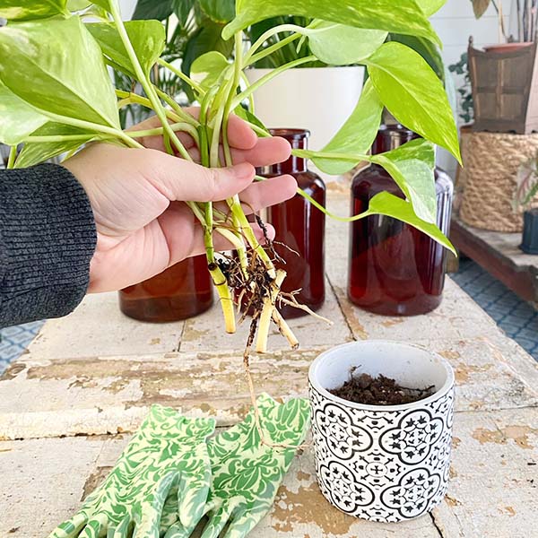 Amber Brown Decorative Glass Vase