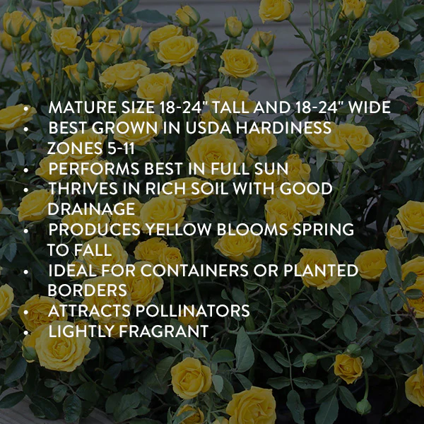 Rose Yellow Mini Flora