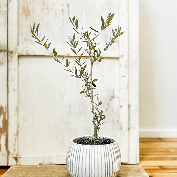 LIVE Mediterranean Coast Olive Tree, Choose Your Size