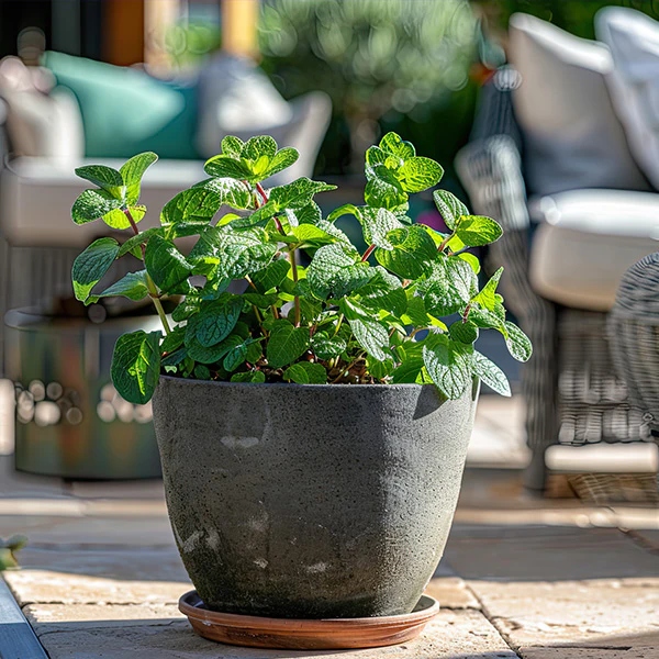 Peppermint, Chocolate Mint and Rosemary, Set of 3