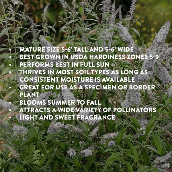 Buddleia White Profusion