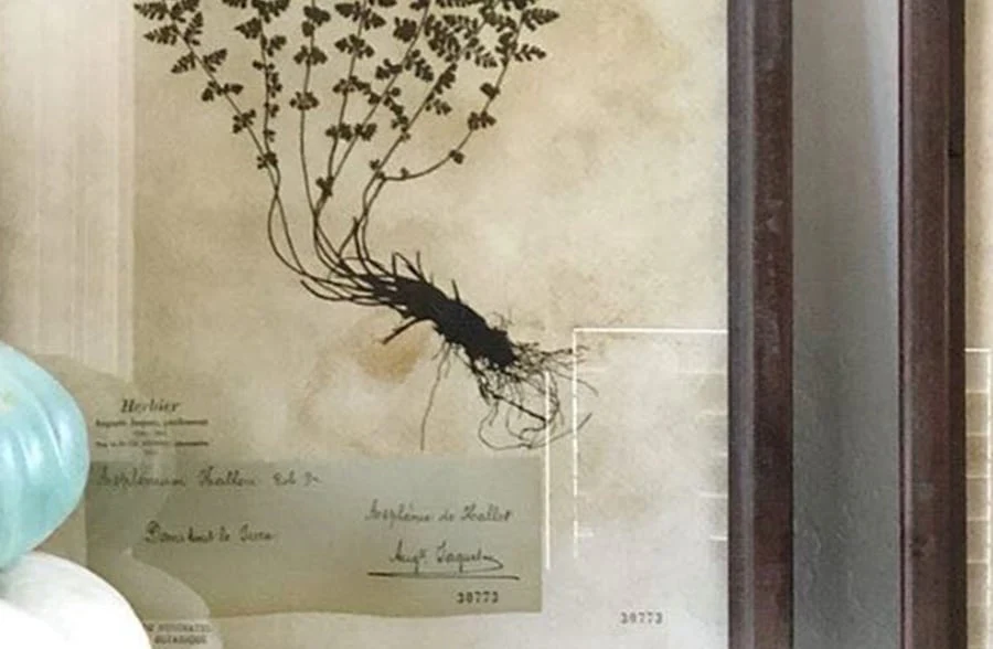 *HUGE* Wooden Framed Botanical Art  Set of 2