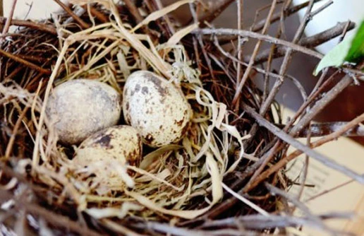 Natural Quail Bird Nests, Set Of 6