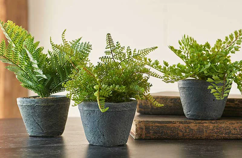 Potted Faux Ferns Set of 3