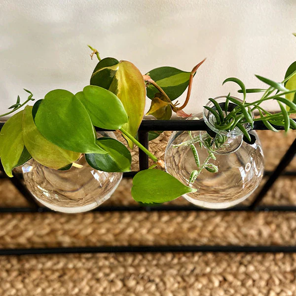 Clear Glass Bud Vases with Metal Rack