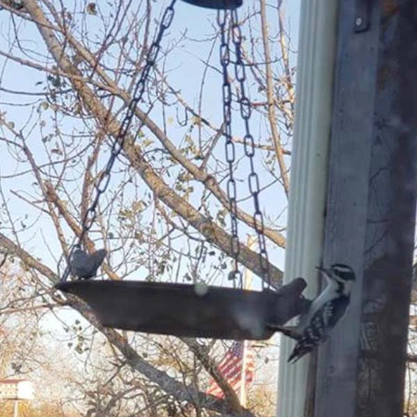 Hanging Bird Feeder With Bracket