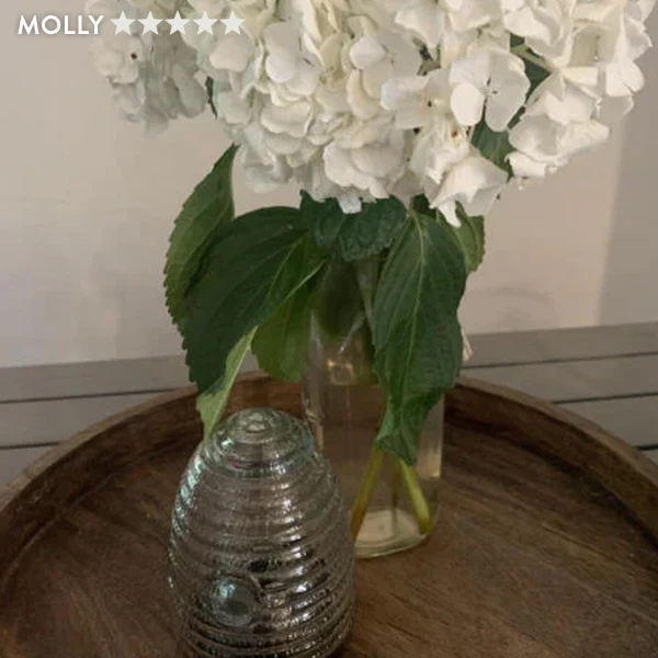 Pesky Insect Tabletop Trap