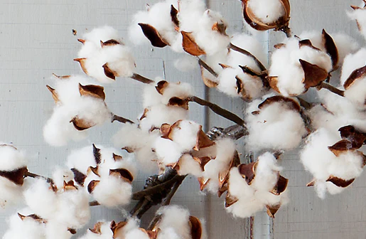 Preserved Cotton Wreath