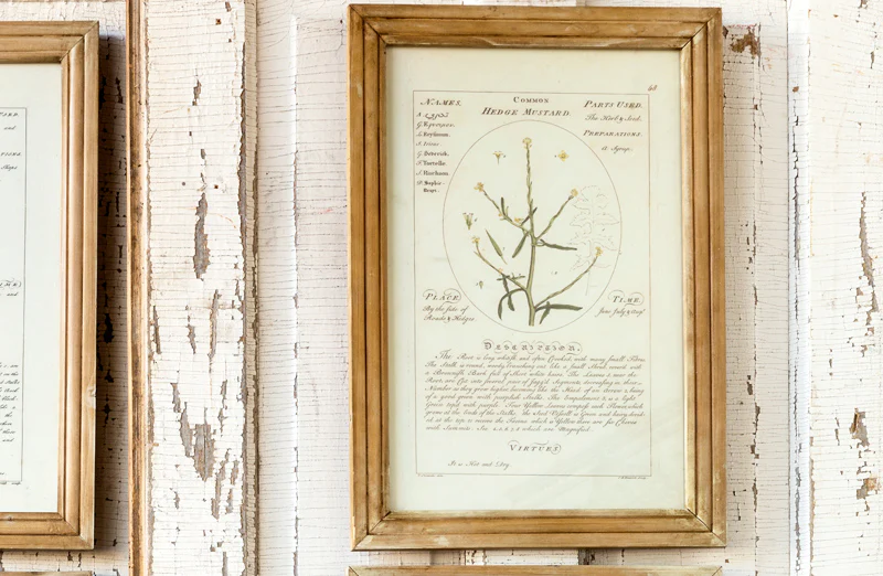 *HUGE* Framed Botanical Art Prints  Set of 4