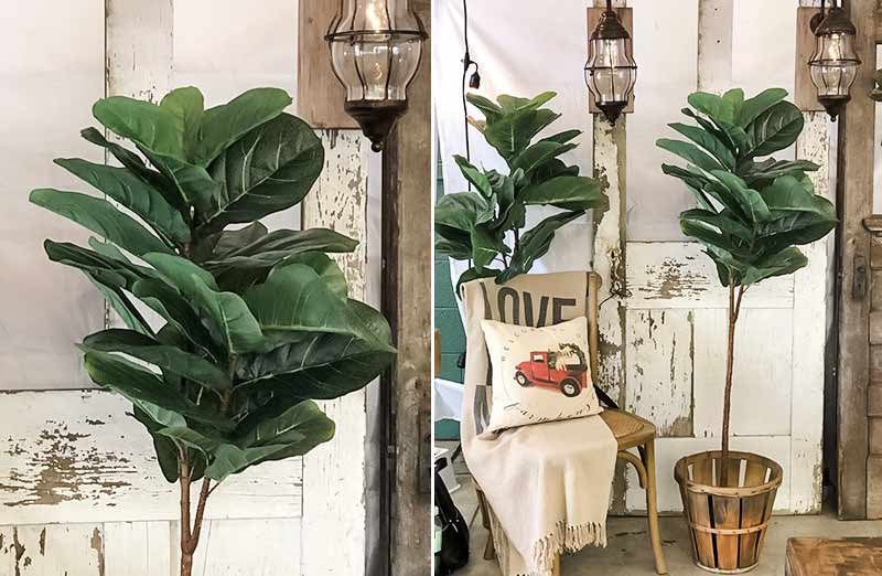 *HUUUGE* Fiddle-Leaf Fig Tree