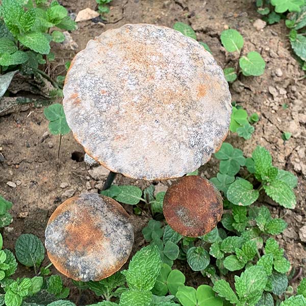 Rusted Patina Zinc Mushrooms, Set of 6