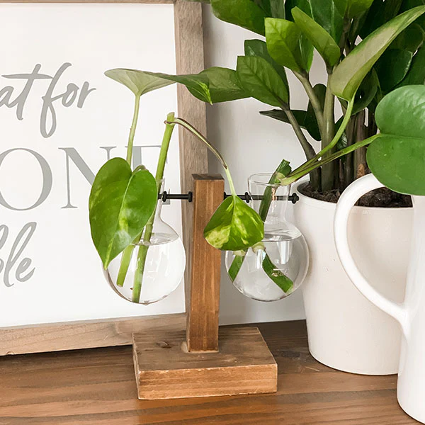 Rustic Bulb Bud Vase Propagation Station, Set of 2