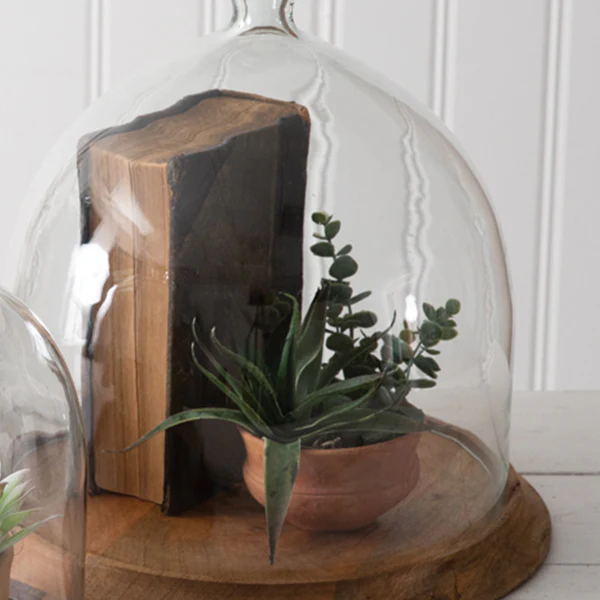 Large Glass Bell Shaped Cloche with Wood Base