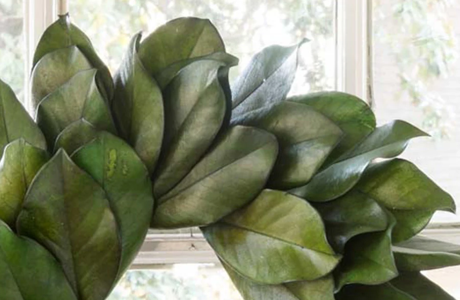 Preserved Magnolia Leaf Wreath