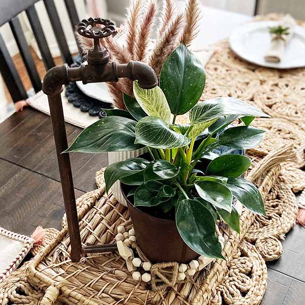 Decorative Water Spout and Pail Planter