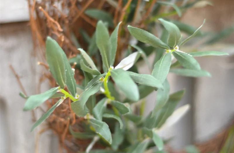 Gathered Olive and Twig Wreath
