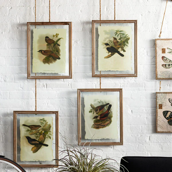 Large Framed Bird Pictures  Set of 4