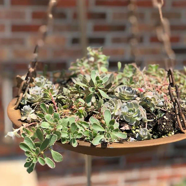 Hanging Bird Feeder With Bracket