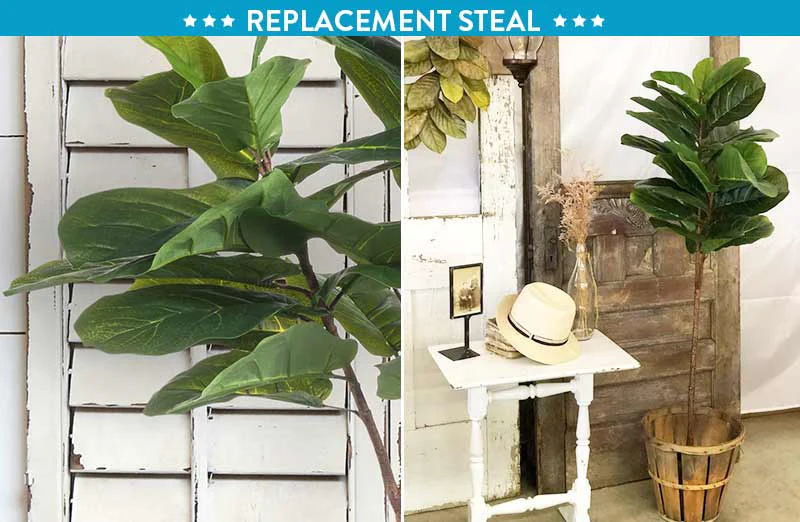 *HUUUGE* Fiddle-Leaf Fig Tree