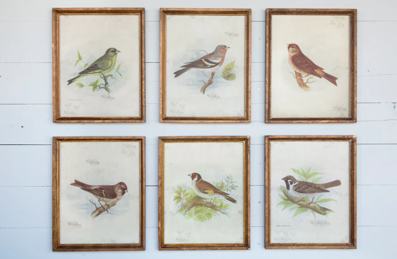 *LARGE* Vintage Bird Prints  Set of 6