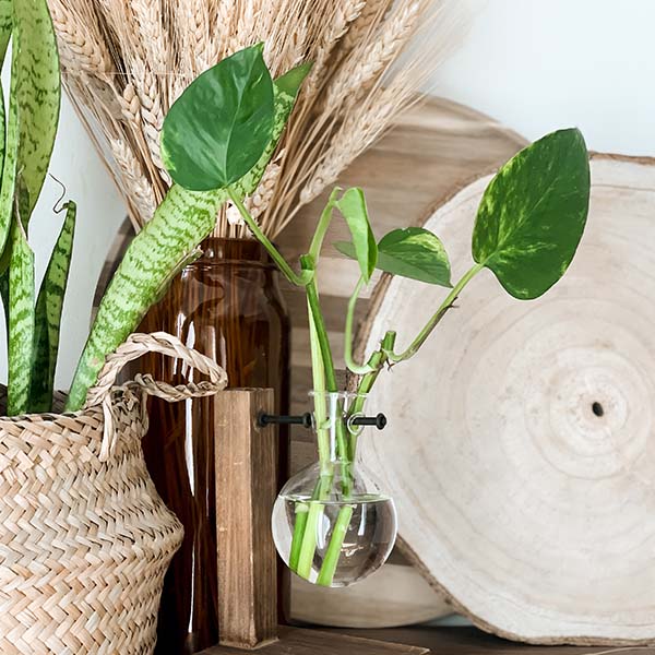 Rustic Bulb Bud Vase Propagation Station, Set of 2